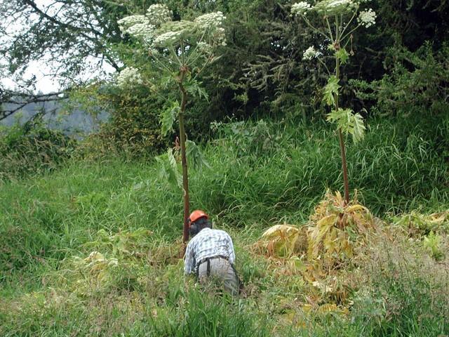 Compare this to cow parsnip which has a flower head of 12 or less Flower heads are only at the top of the