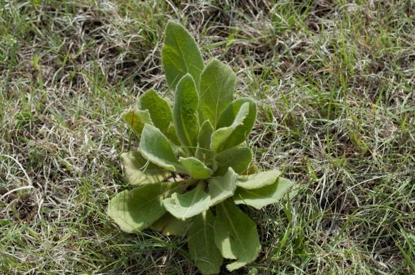 Common Mullein Verbascum thapsus Common throughout the state