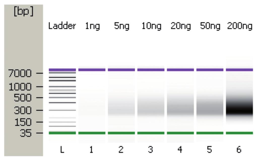 APPLICATION NOTE I No. 275 I Page 4 Results Bioanalyzer data obtained from the analysis of 1 µl of each of the amplified, size-selected libraries are shown in Figure 3.