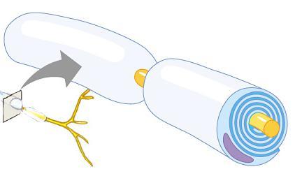 Myelin sheath signal direction Axon coated with Schwann cells insulates axon speeds signal signal