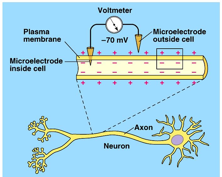 Measuring cell voltage unstimulated neuron =