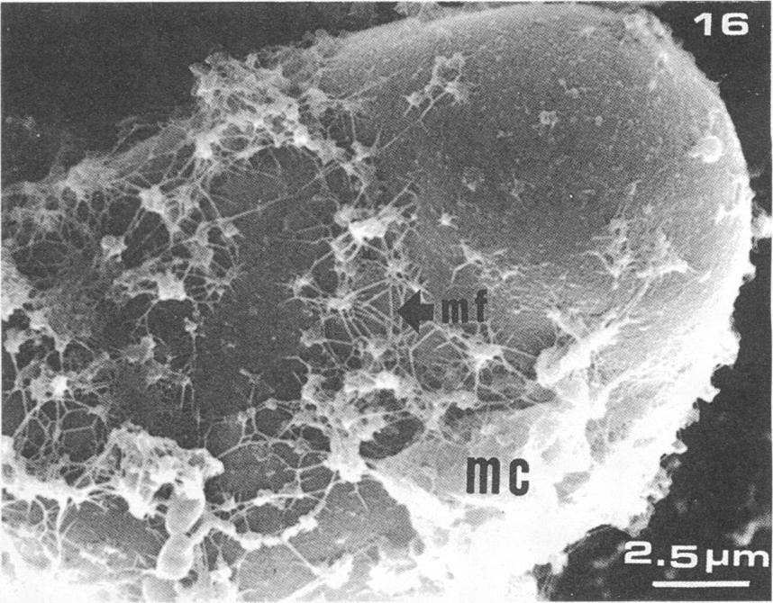 682 SHANTHARAM AND WONG APPL. ENVIRON. MICROBIOL. 74 FIG. 15 to 18.