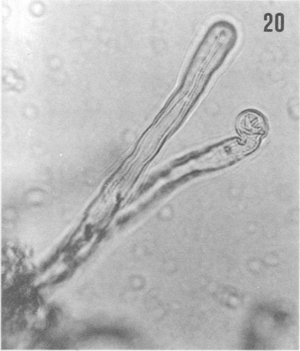 R. meliloti, have restricted host range in that they can only nodulate legumes within a specific cross-inoculation group (14). Other rhizobia can nodulate legumes of several cross-inoculation groups.