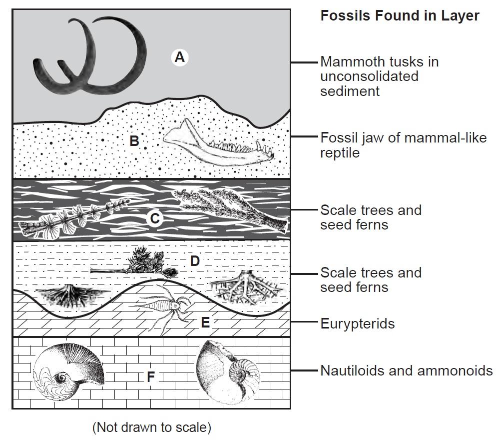 Base your answers to questions 30 through 33 on the geologic cross section below and on your knowledge of Earth science. The cross section represents rock and sediment layers, labeled A through F.