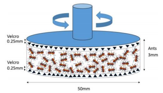 Shear-thinning observed Δη => viscosity is adjusted by ants to maintain