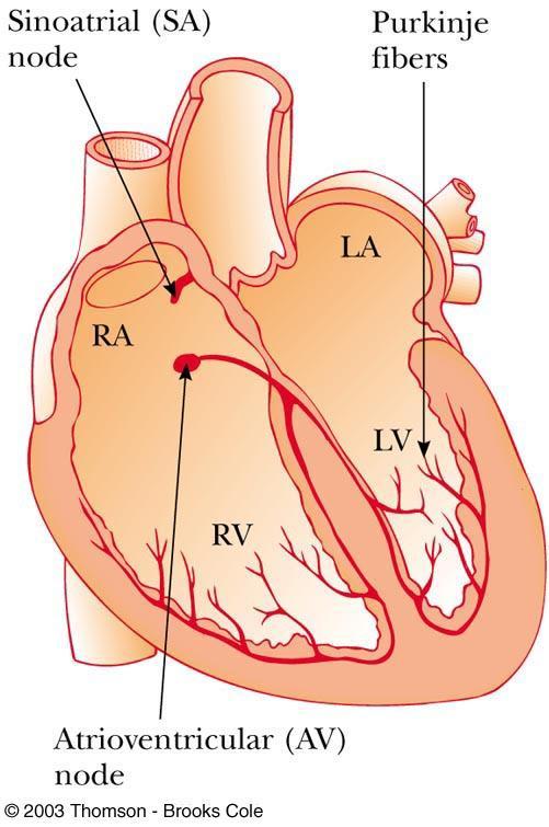 Operation of the Heart The sinoatrial (SA) node initiates the heartbeat The electrical impulses cause the right and left artial muscles to