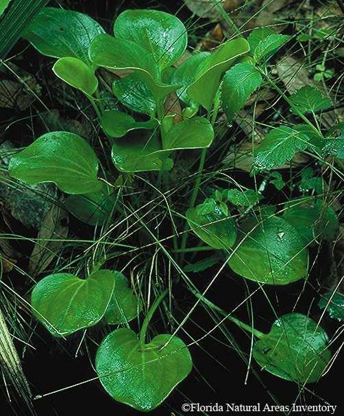 Common Name: LARGE-LEAF GRASS-OF-PA