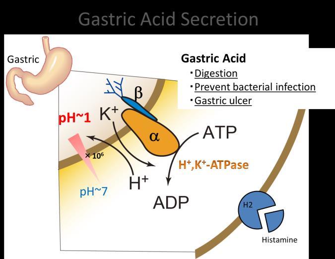 Conversely, too much acidification of the stomach induces gastric ulcer or gastroesophageal-reflux diseases.