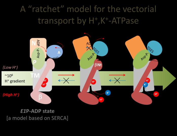 functions as a ratchet, to ensure the transport cycle of the H +,K + -ATPase can only proceed in the forward direction, therefore resist the massive proton pressure across the parietal cell membrane