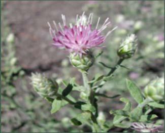 knapweed Family: Asteraceae Life Cycle: Perennial Flowering Period: Late spring to early summer Description: