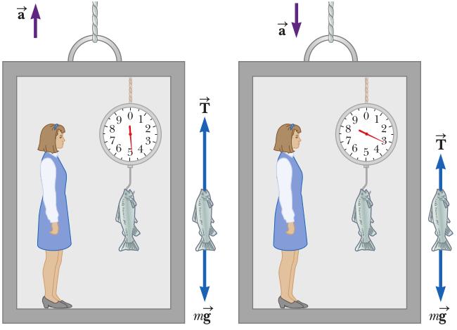 Example 5.8 Weighing a Fish in an Elevator A person weighs a fish of mass m on a spring scale attached to the ceiling of an elevator.