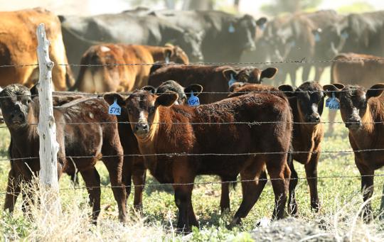 Ranching Impact: With no precipitation for dryland fields and grasslands, there is no food for cattle. This results in ranchers having to haul in hay (and water) or liquidate the herd.