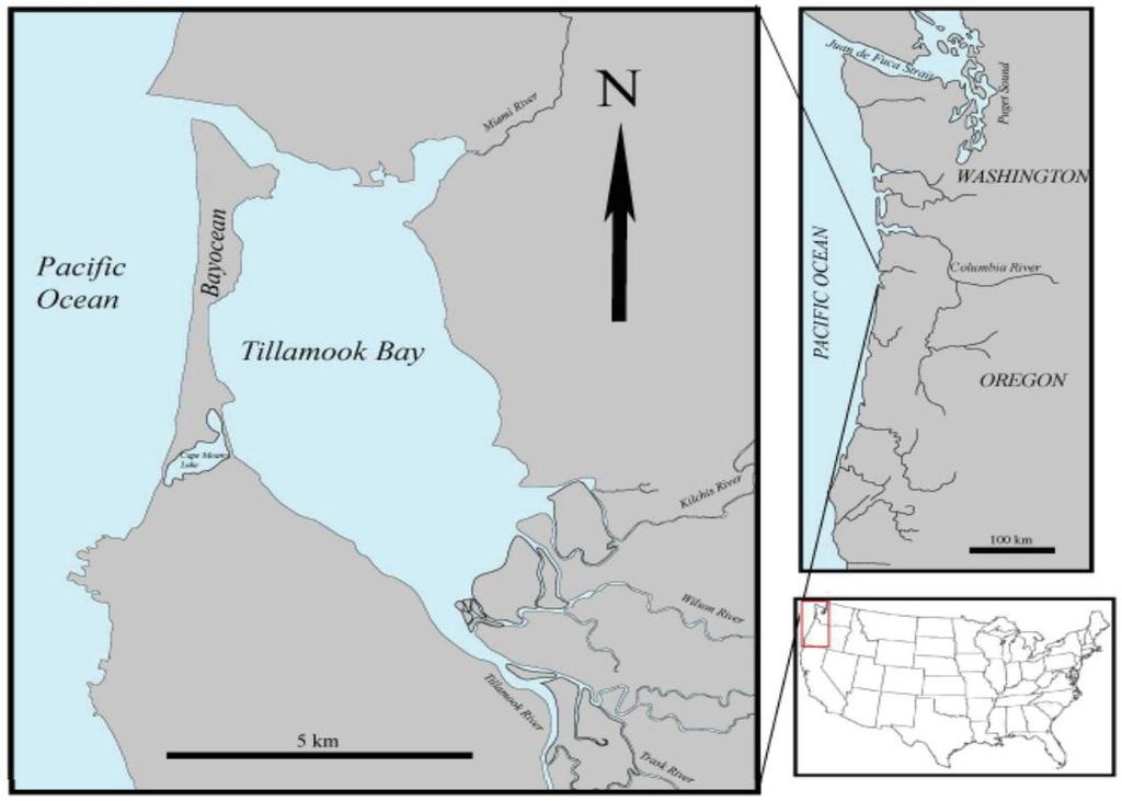 References Komar, P.D. (1997) Sediment Accumulation in Tillamook Bay, Oregon, a Large Drowned-River Estuary. Report for the Tillamook Bay National Estuary Project.