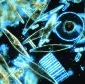 Through photosynthesis, a process using sunlight and nutrients in the water, phytoplankton produce, or make, food.