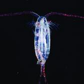 Zooplankton are primary consumers because they graze on phytoplankton.