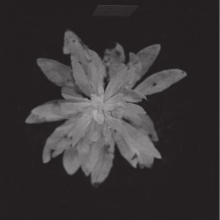Figure 5 Example of low-tech leaf area quantification using standard and infrared photography of a small crucifer species.