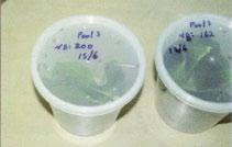 Adult weevils that have been hand picked or collected using the tub extraction technique can be transported in concentrated numbers in small containers containing small amounts of plant material.