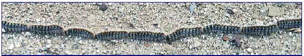 Pine Processionary Caterpillars Caterpillar dataset: 1973 study to assess the influence of some forest settlement characteristics on the development of catepillar colonies.