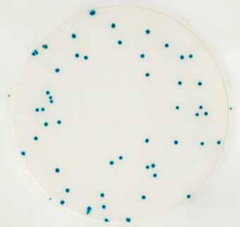 Figure 4 Aerobic Bacteria Count = 49 Figure 4 shows a 3M TM Petrifilm TM Rapid Aerobic Count Plate with