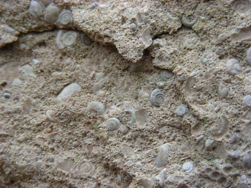 Fossils weathering from Salem Limestone