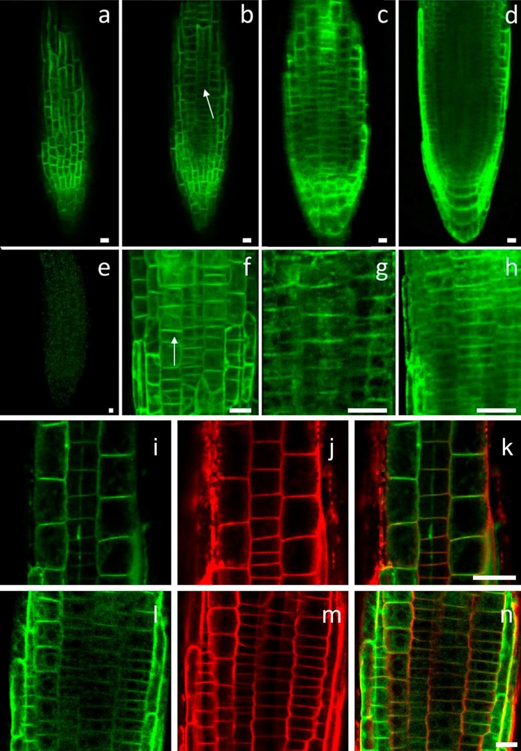 Figure S3. Related to Figure 3 for GFP-PDR1 localization. GFP-PDR1 in Arabidopsis root tips.