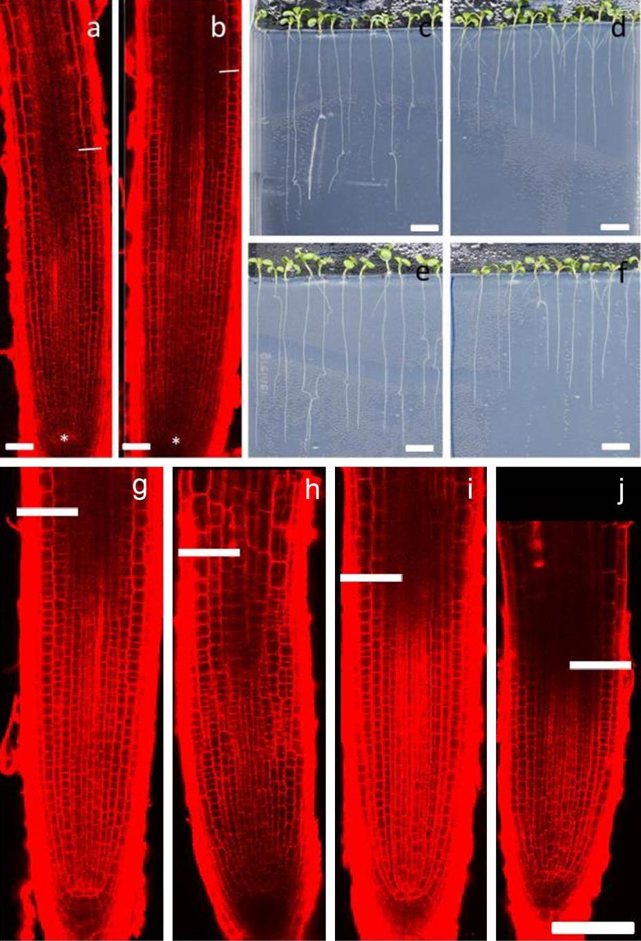 Figure S5. Related to Figure 4 for strigolactone effects on root tip morphology. Quantification of root meristematic cells in WT and pdr1 root tips.