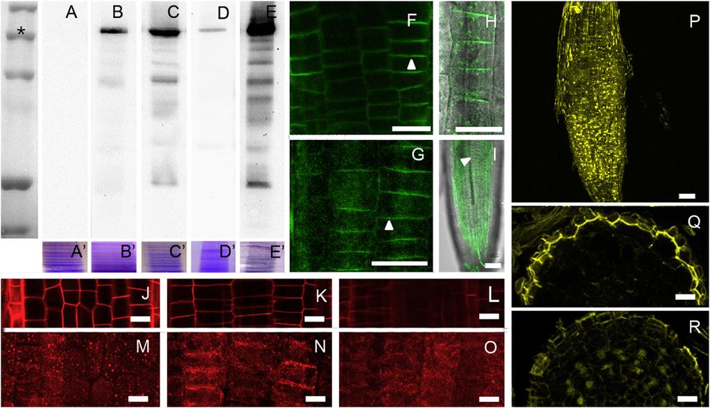 648 Figure 1. Localization of PDR1 and DAD1 via Protein Quantification and CLSM Analysis (A C) GFP-PDR1 quantification in 10-day-old petunia seedlings.