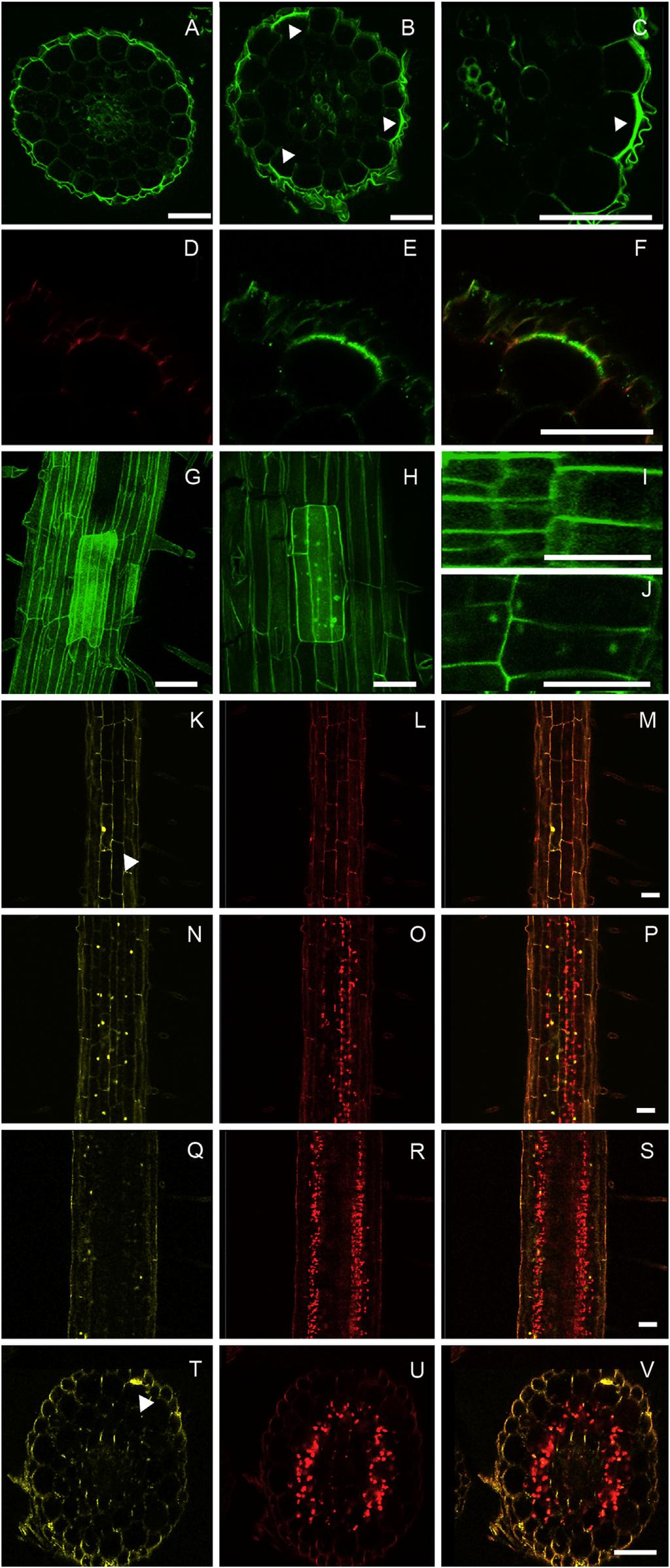 651 Figure 3. GFP-PDR1 Localization in HPCs and Differentiated Roots and Sensitivity to BFA via CLSM Analysis (A) Petunia root autofluorescence. (B and C) GFP-PDR1 in np-pdr1 radial root sections.