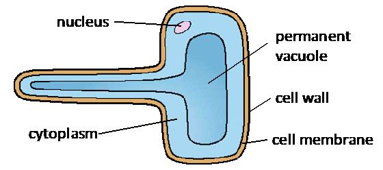 Name of plant cell Diagram Cell structure AnswerIT 2. Name plant cells A,B and C and describe their structure and function. Structure and function A.