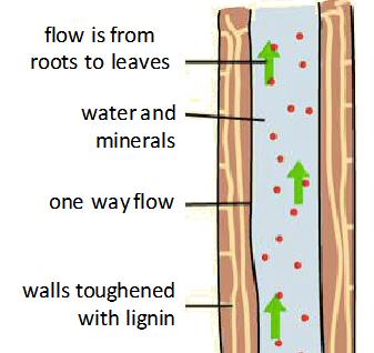 (Note that root hair cells have no chloroplasts this is because they do not need them as they are in the soil) B. Xylem Function is to carry water and minerals in plants.