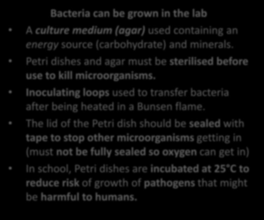 Bacteria can be grown in the lab A culture medium (agar) used containing an energy source (carbohydrate) and minerals.
