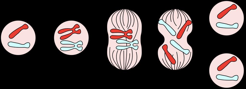 Cell division - Mitosis and the cell cycle In the cell cycle, cells divide in a series of stages. The genetic material is doubled and then divided into two identical cells.