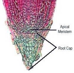 Most types of PLANT cells can differentiate