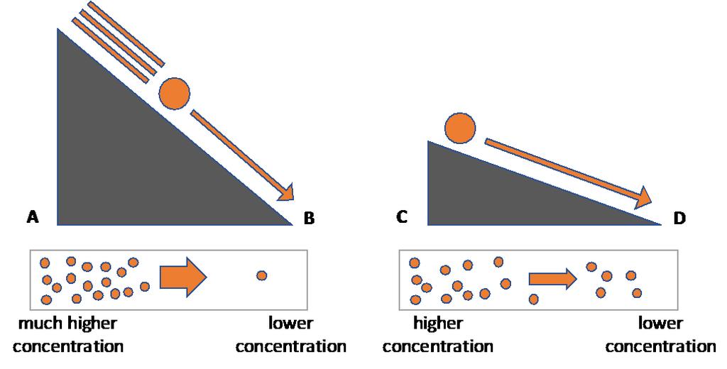Transport in cells - Diffusion Factors which affect the rate of diffusion: The concentration