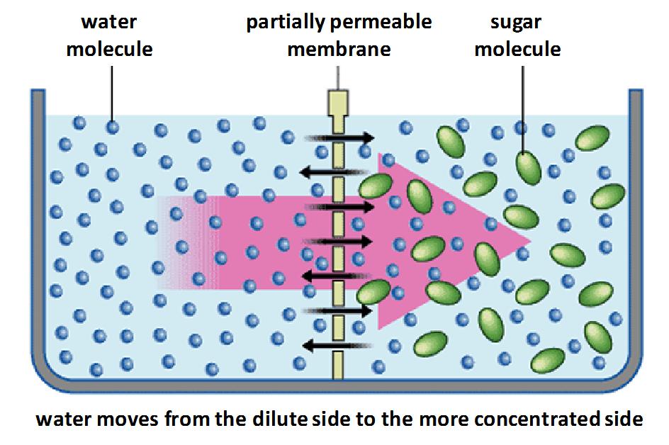 and temperature. Partially permeable membrane a membrane that lets some but not all substances through.