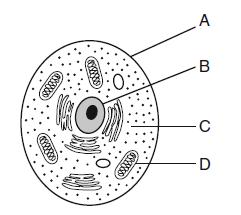 Base your answers to questions 10and 11on the information and diagram below and on your knowledge of biology. The diagram represents a cell. 10.Which structure is responsible for the synthesis of ATP?