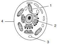 The function of which cell part is most similar to that of the human excretory system? A) A B) B C) C D) D 13.