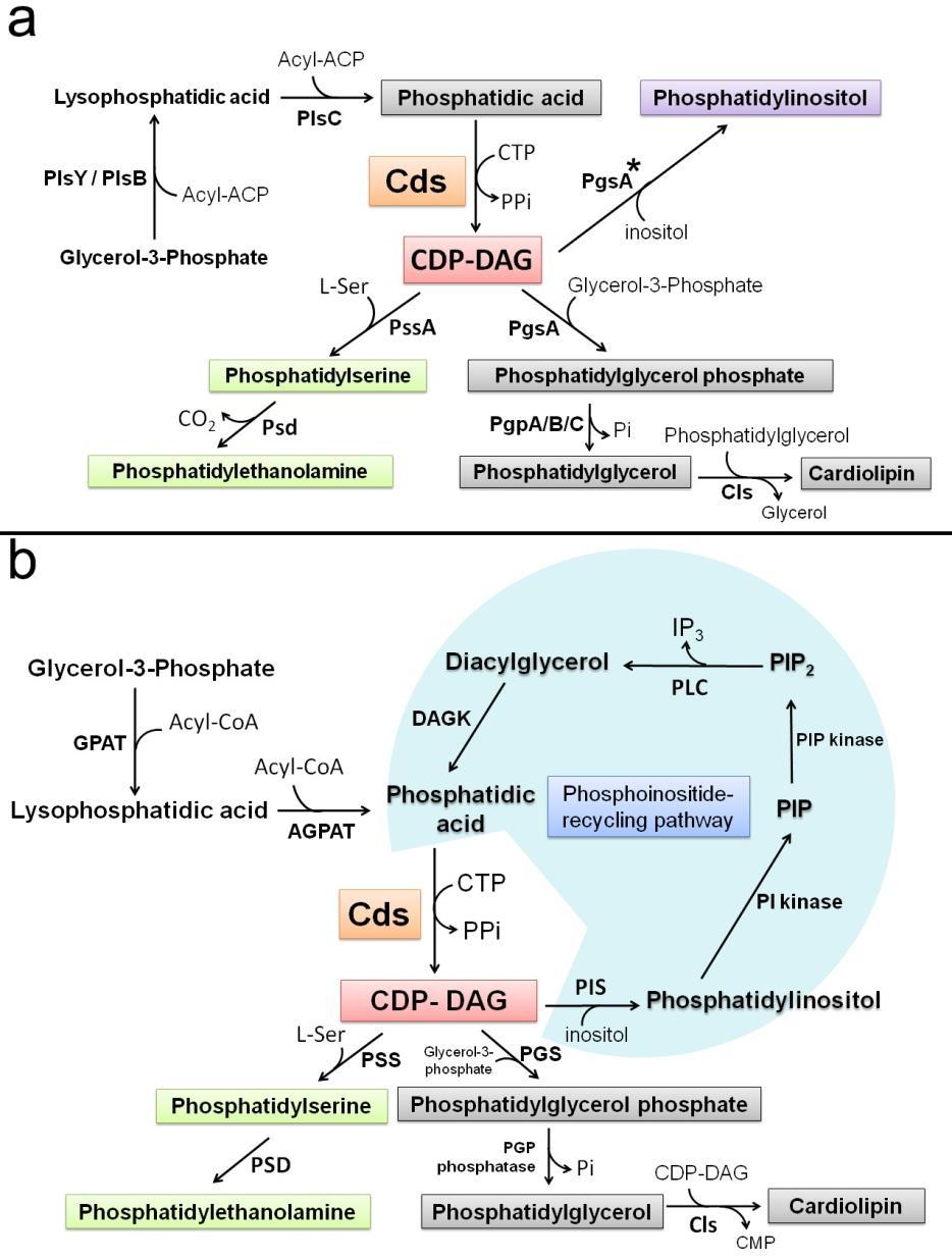 Supplementary Figure 1 The CDP-DAG mediated phospholipid biosynthesis and recycling pathways in prokaryotic and eukaryotic organisms.