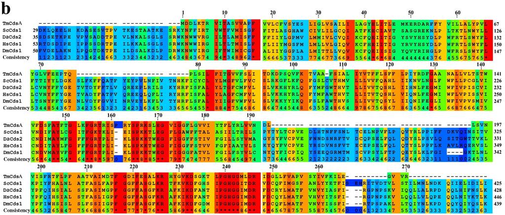 Supplementary Figure 6 Alignment of the amino acid sequences of TmCdsA and other Cds homologs. (a) TmCdsA aligned with various prokaryotic Cds homologs.