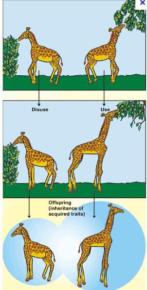 Lamarck s Theory Law of Inheritance of acquired characteristics: Overtime organisms became increasingly more adapted to