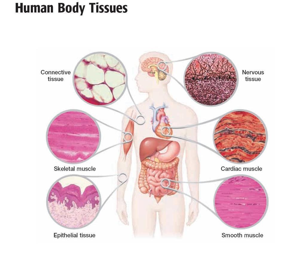 Life can be studied at many levels: Levels of biological organization 8. Tissue a.