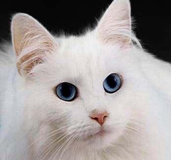 Pleiotropy The gene that affects pigmentation in cats also affects