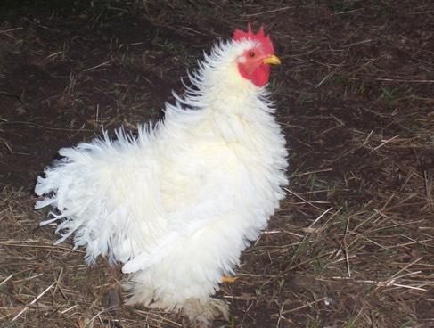 The gene that causes Frizzle feathered trait also effects the chickens: