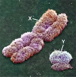 Chromosomal Basis of Sex There are two varieties of sex chromosomes X and Y. An organisms sex is determined by the presence or absence of certain sex chromosomes.