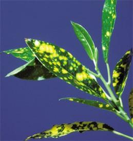 Turns out the spots are due to a mutations in plastid genes that control pigment.