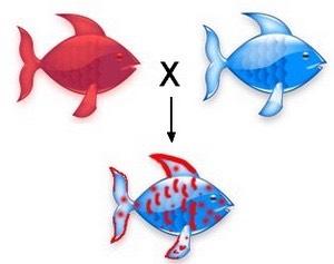 Codominance Red & Blue C R C B Red C R C R Blue C B C B Notice the change in symbolic representation, now we must use all