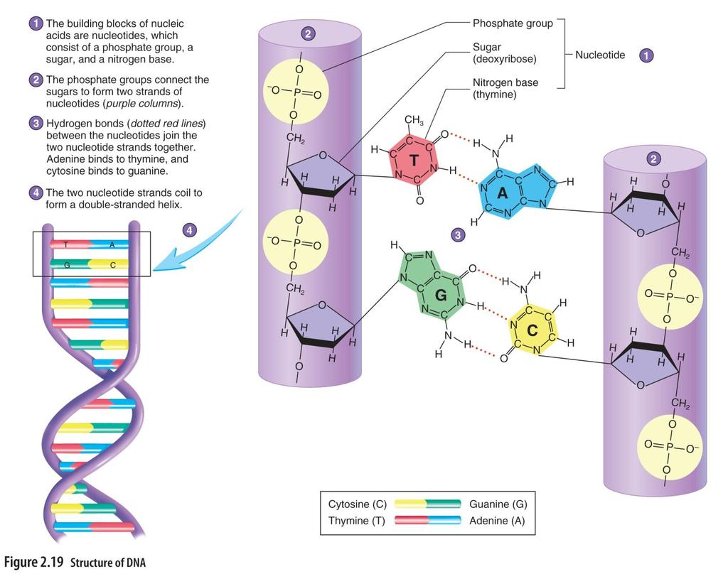 No Tests Today: Nucleic acids (DNA and RNA) made of nucleotides 5