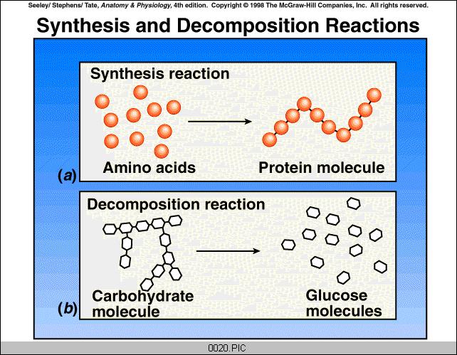 Chemical reactions used to build molecules and break down foods.