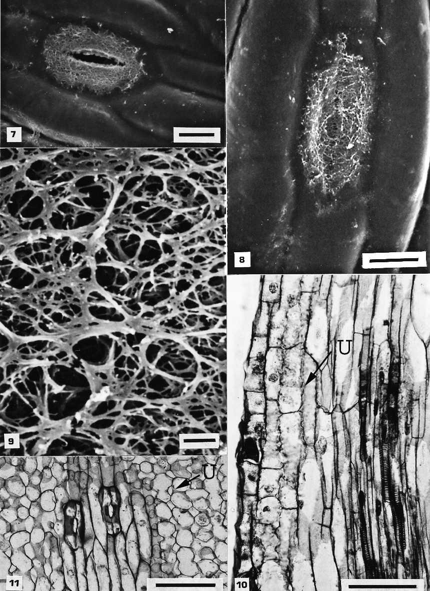 98 JOURNAL OF THE NORTH CAROLINA ACADEMY OF SCIENCE 128(3/4) FIG. 7. Stomatal complex with epicuticular wax; the cuticular surface of epidermal surface is smooth. Bar 5 20 mm. FIG. 8.