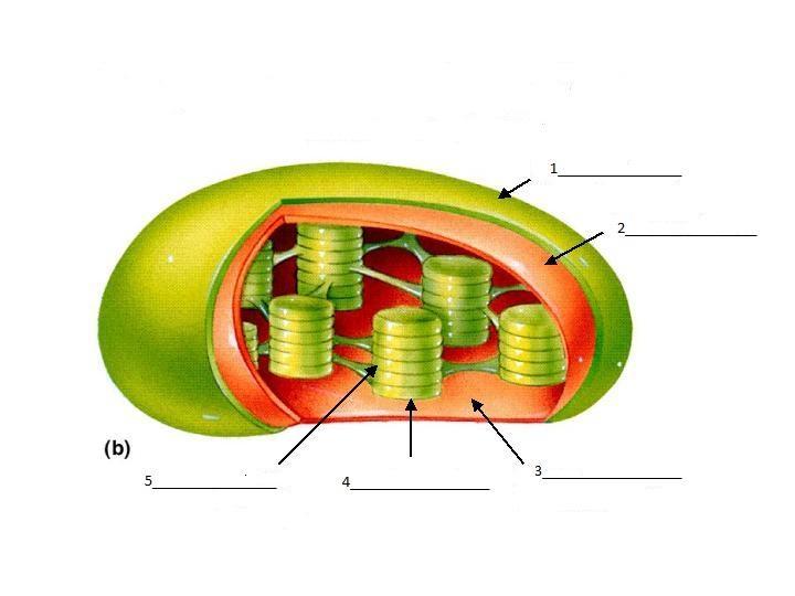 The chloroplast is an organelle exclusive to producers, as it is the site of photosynthesis. The green color of this organelle is due to the pigment chlorophyll.